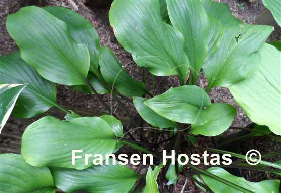 Hosta Stephen King